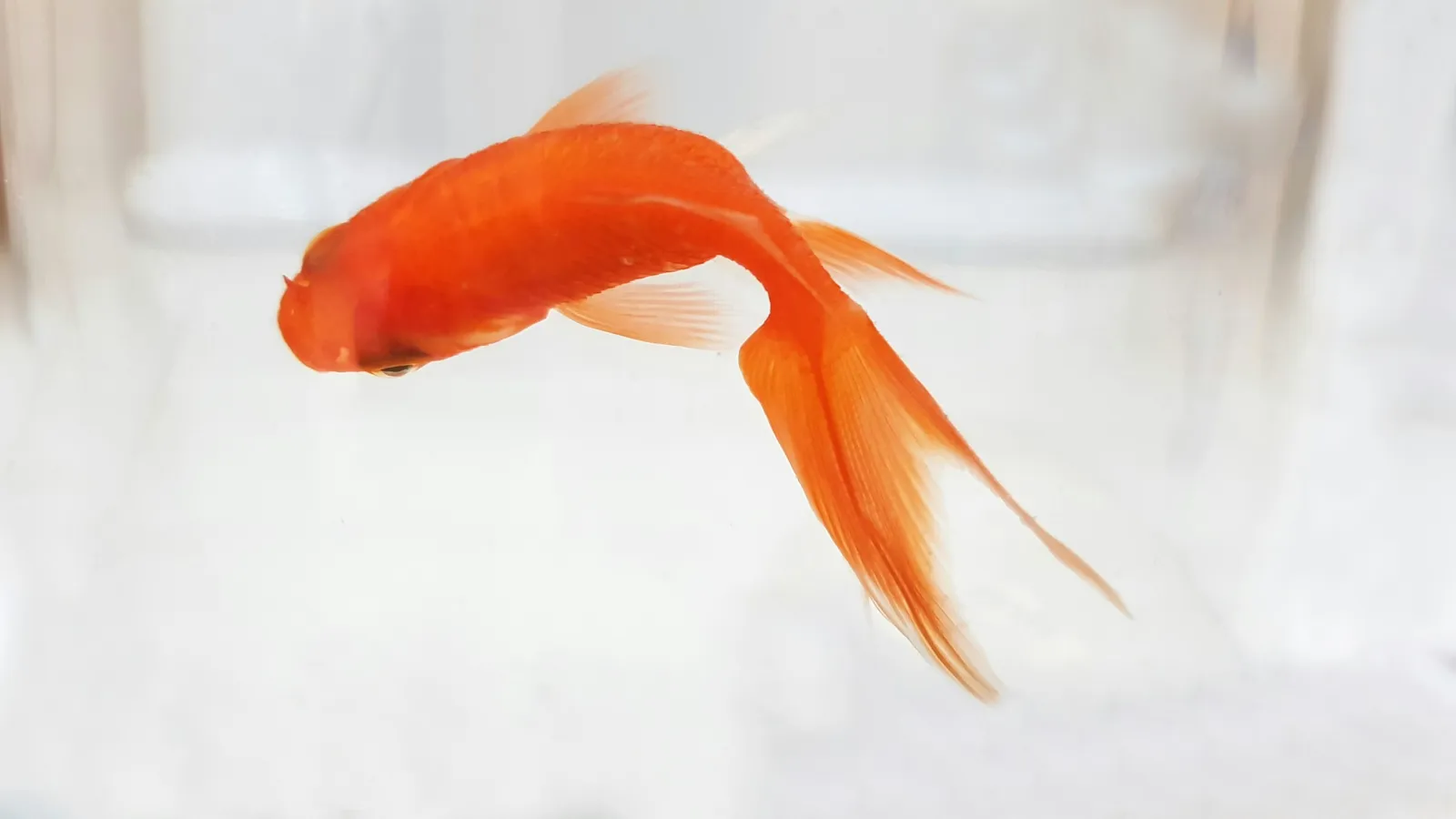 Poisson rouge orange qui nage dans une eau claire sur fond blanc