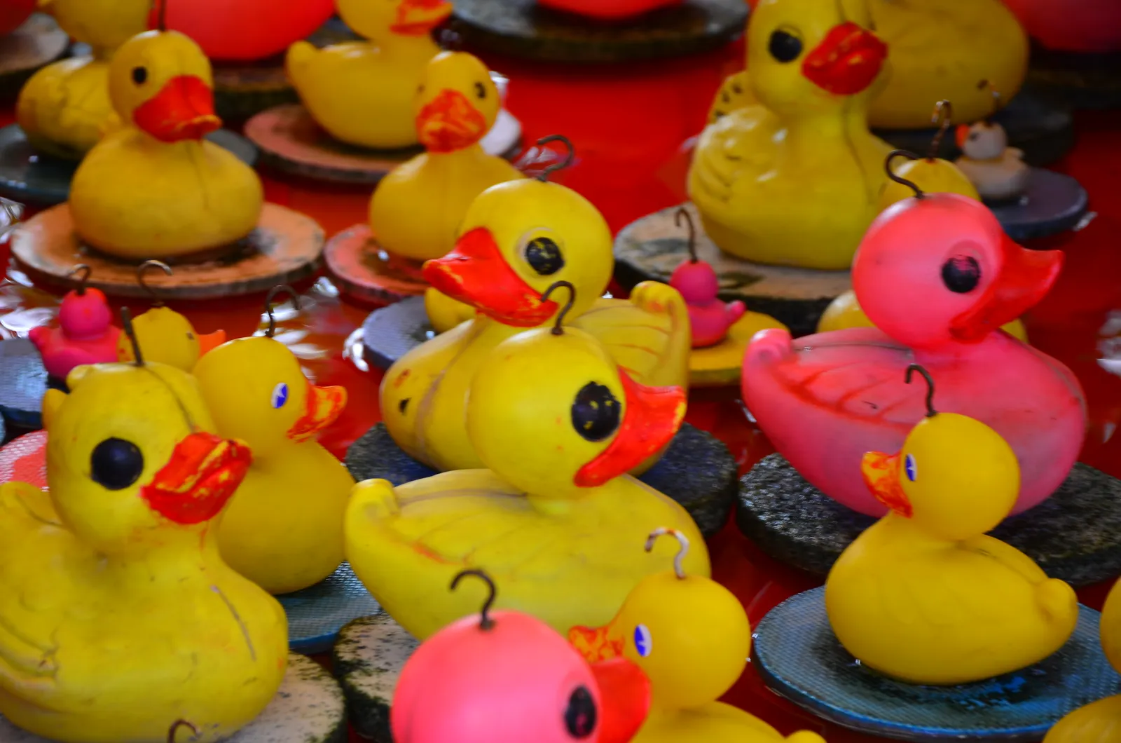 Canards en plastique jaunes et roses, chacun muni d'un crochet sur la tête, alignés sur un stand de pêche aux canards