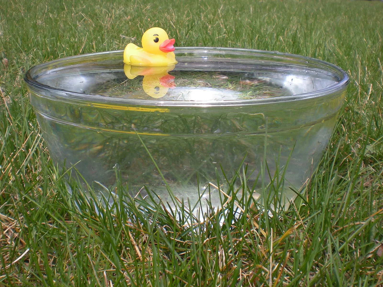 Canard en caoutchouc jaune flottant dans un saladier en verre rempli d'eau, posé dans l'herbe